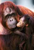 orang utan photo