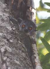 sportive lemur photo