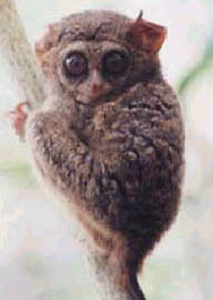 tarsier photo