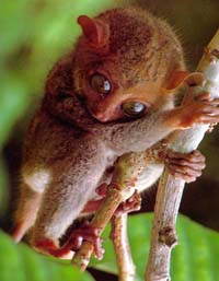 tarsier photo