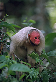 uakari photo