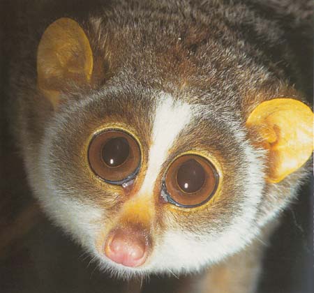 slender loris