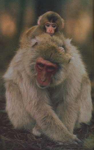 photo of Japanese snow-monkey and her baby