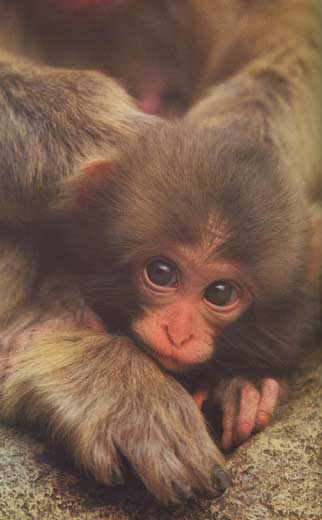 photo of a baby Japanese snow-monkey