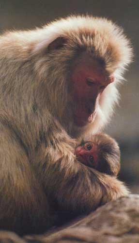 Japanese snow-monkey and her baby