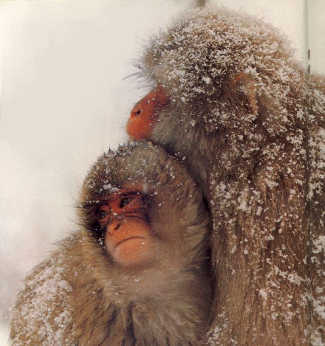 photo of Japanese snow-monkeys