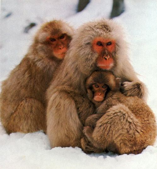 photo of Japanese snow-monkeys