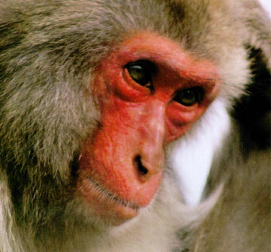 Japanese snow-monkey and her baby