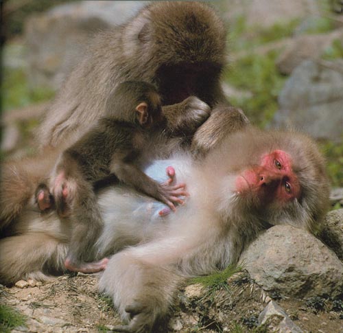 Japanese snow-monkeys