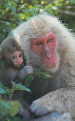 photo of snow-monkey and her baby