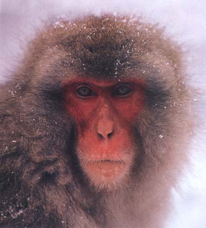close-up photo of a Japanese snow-monkey