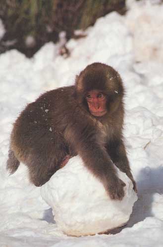 Japanese snow-monkey