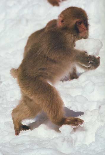 Japanese snow-monkey with snowball