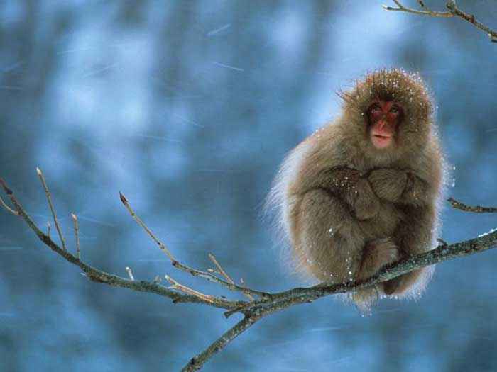 Japanese snow-monkey