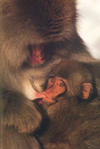 suckling Japanese snow-monkey