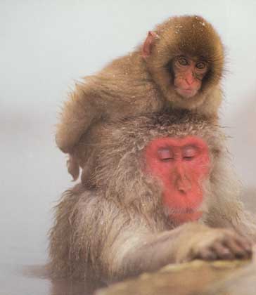 Japanese snow-monkeys