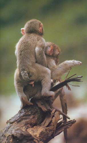 male and female Japanese snow-monkeys