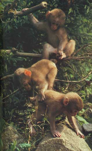juvenile Japanese snow-monkeys
