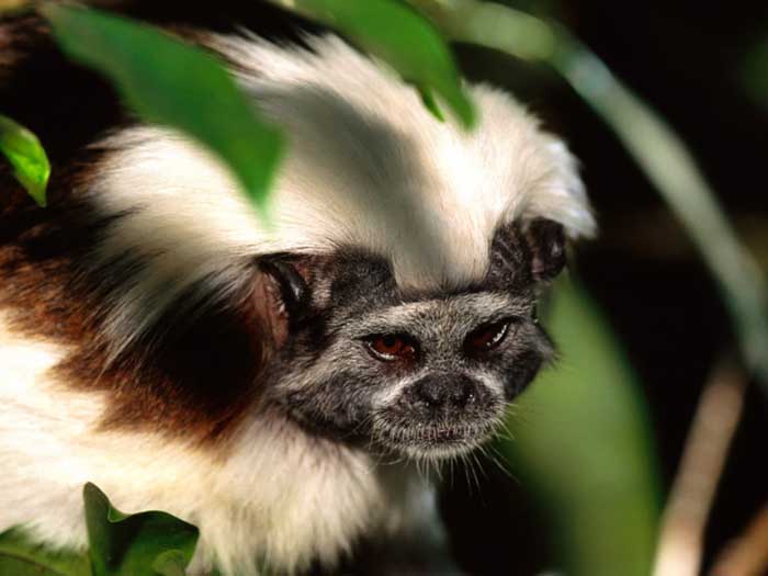 photograph of a tamarin : Saguinus oedipus oedipus 