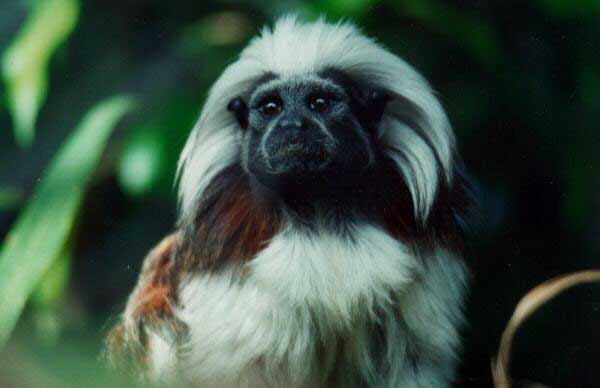 photograph of a tamarin