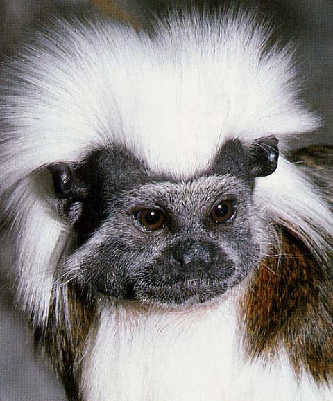 photograph of a tamarin