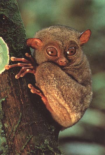 photograph of young tarsier