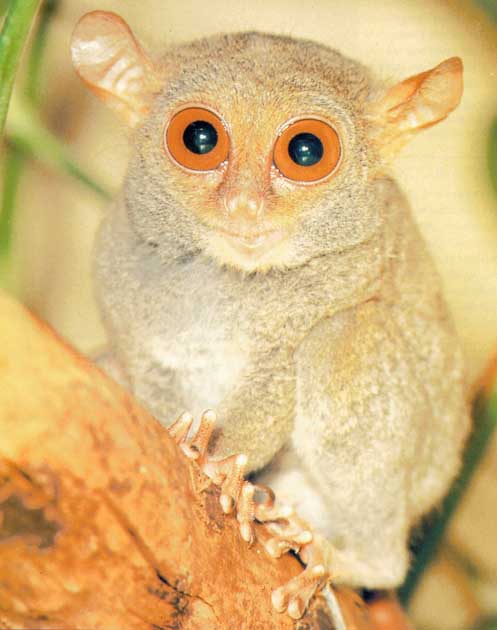 photograph of tarsier