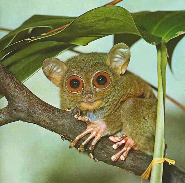 photograph of an tarsier